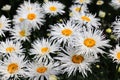 Large double fluffy daisies of the `Crazy Daisy` Leucanthemum Ãâ superbum, Chrysanthemum leucanthemum maximum variety